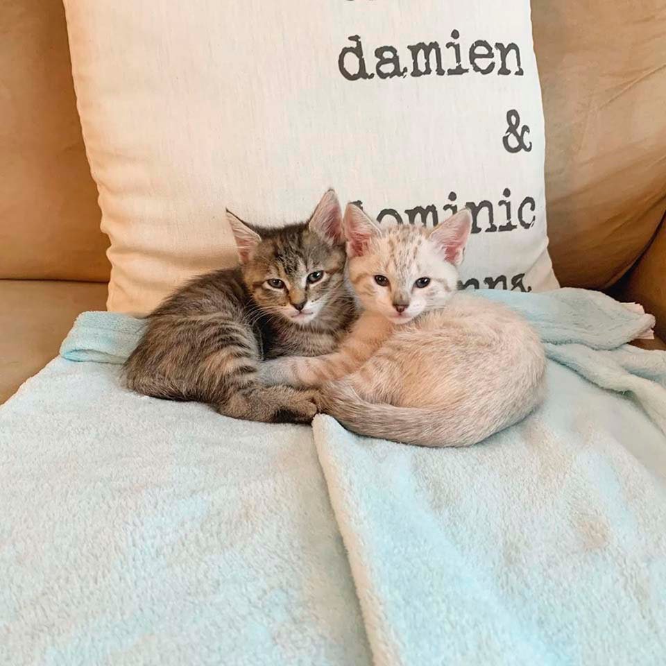 Gatitos se cuidan uno al otro