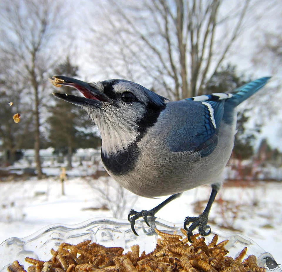 Instaló una cámara 3