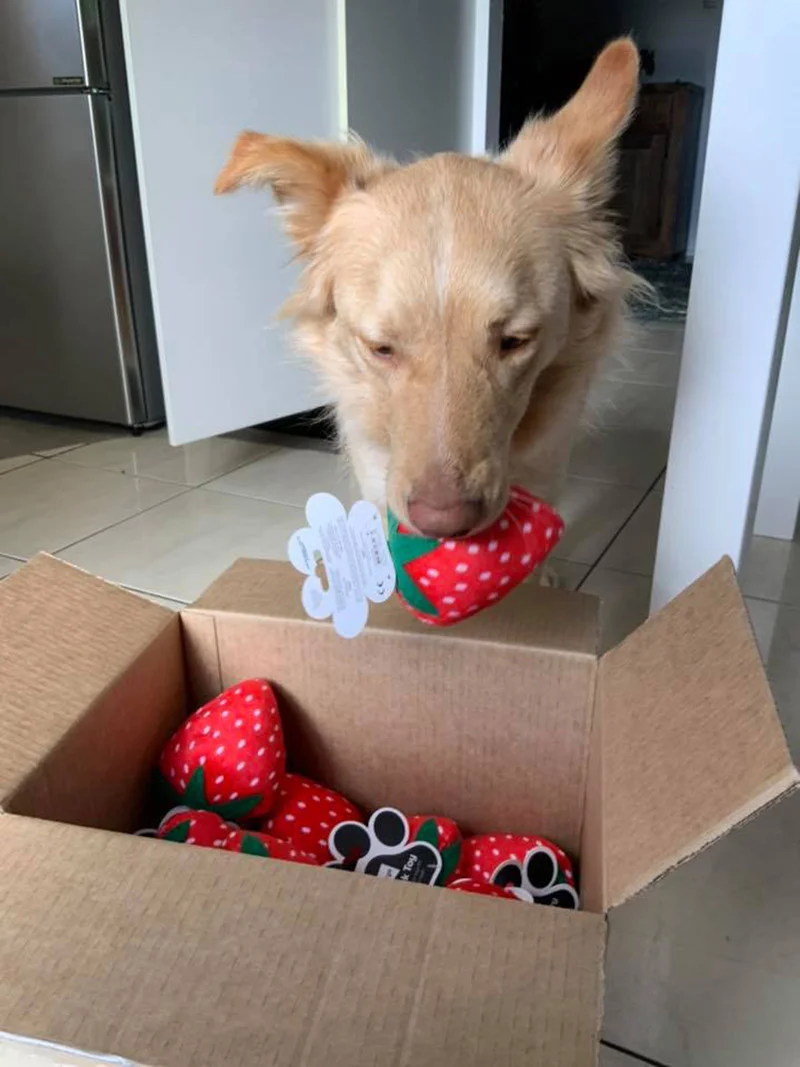 Juguete favorito fresita