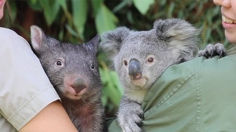 Koala y Wombat amigos