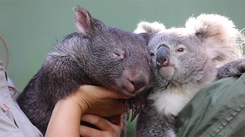 Koala y Wombat