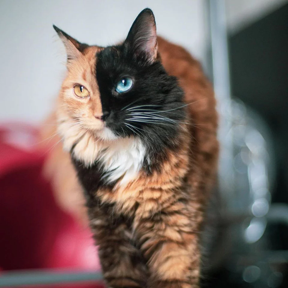 Lindo gato quimera Lindo gato quimera