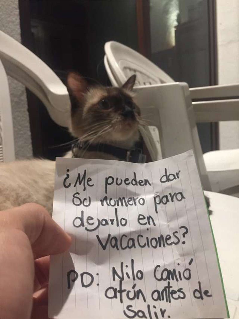 Nota gato