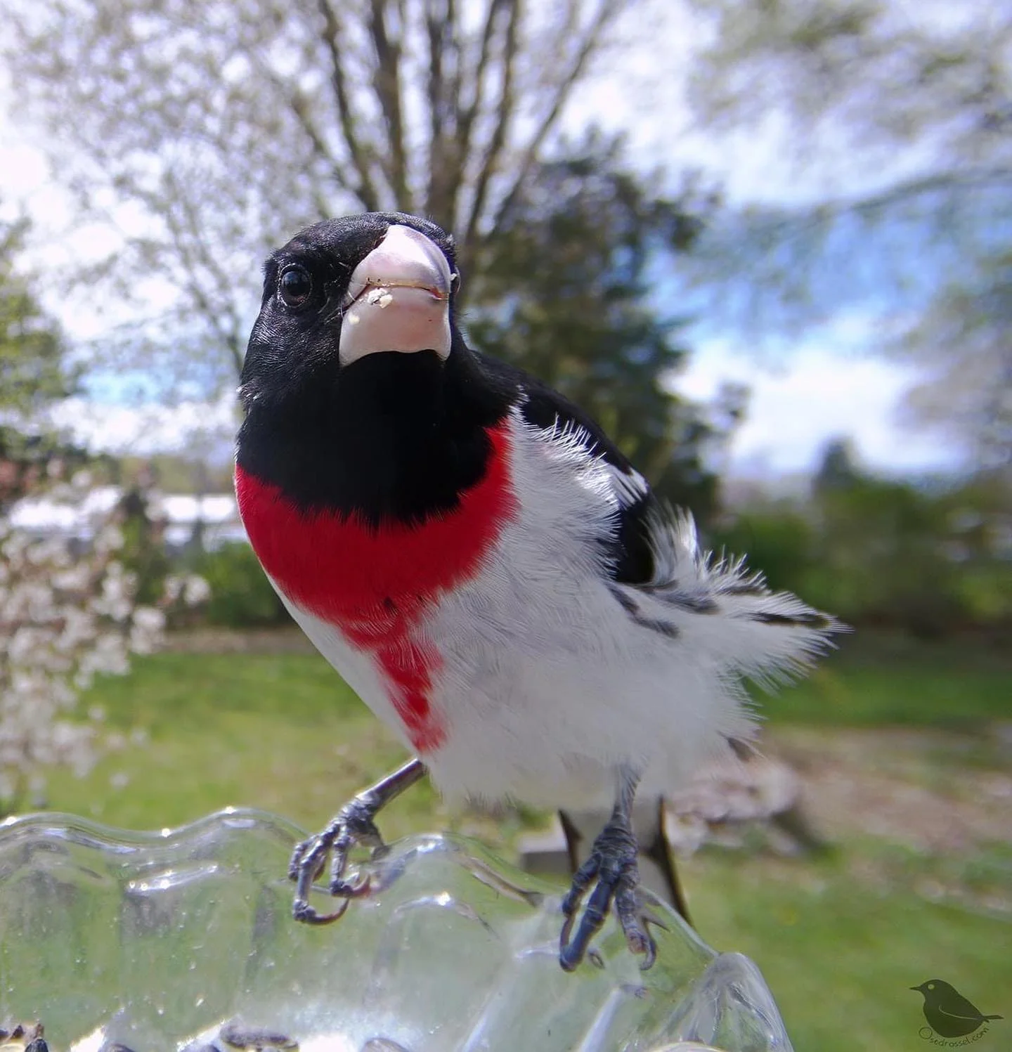 Pajarito rojo blanco
