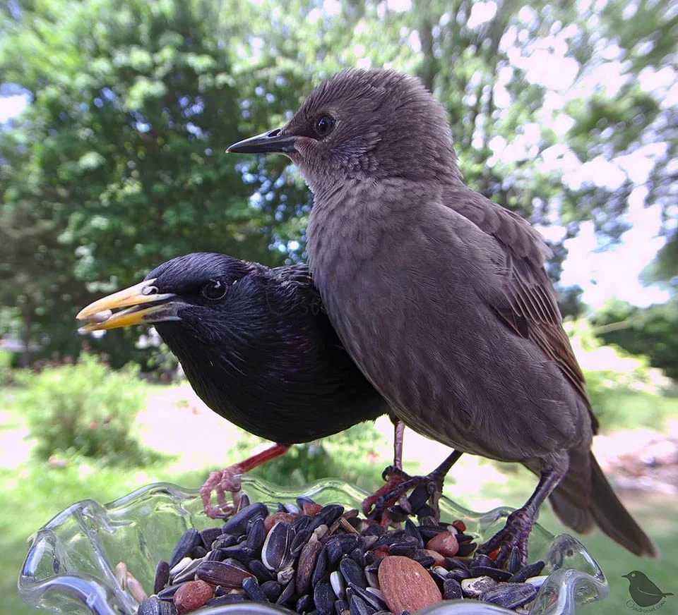 Pajaros alimentándose