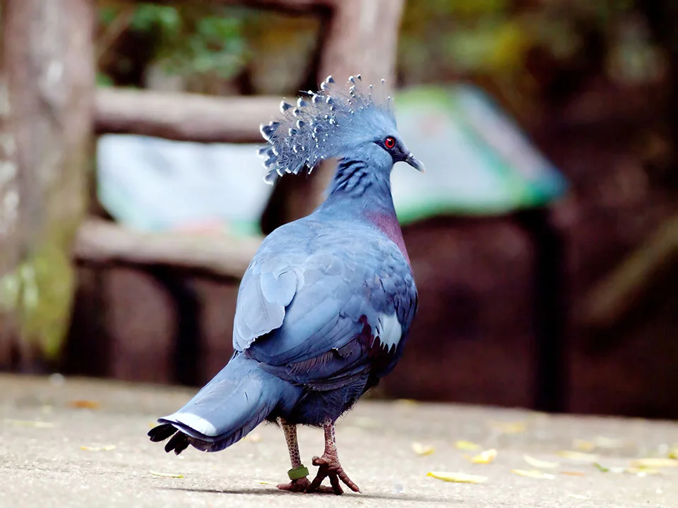 Paloma Azul