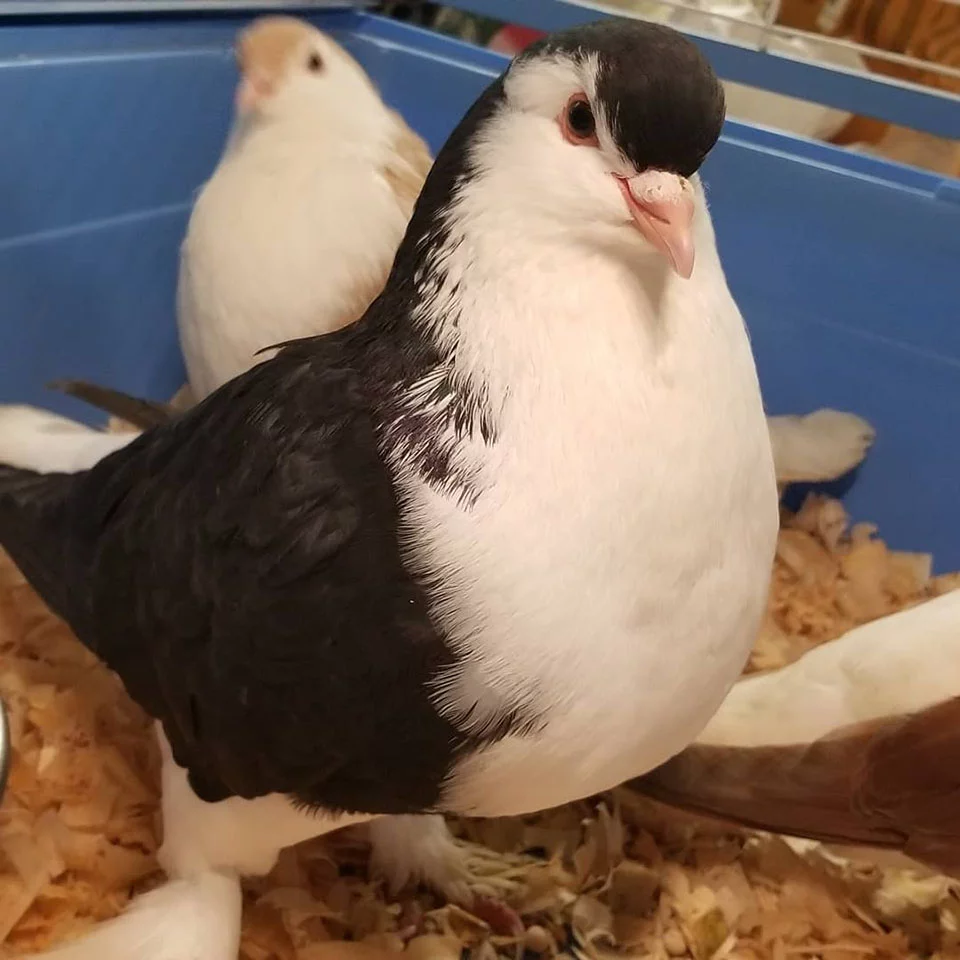 Tipos de palomas del mundo