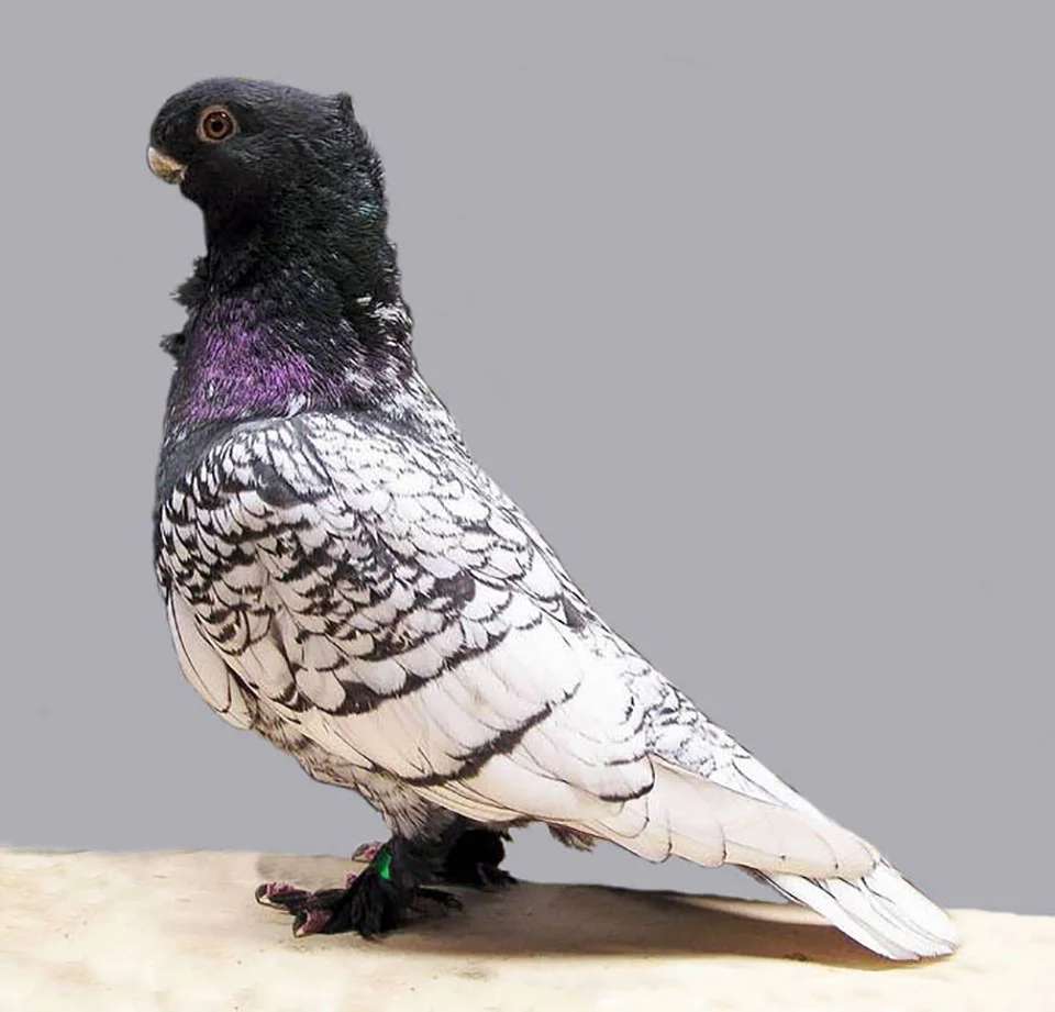 Paloma Oriental