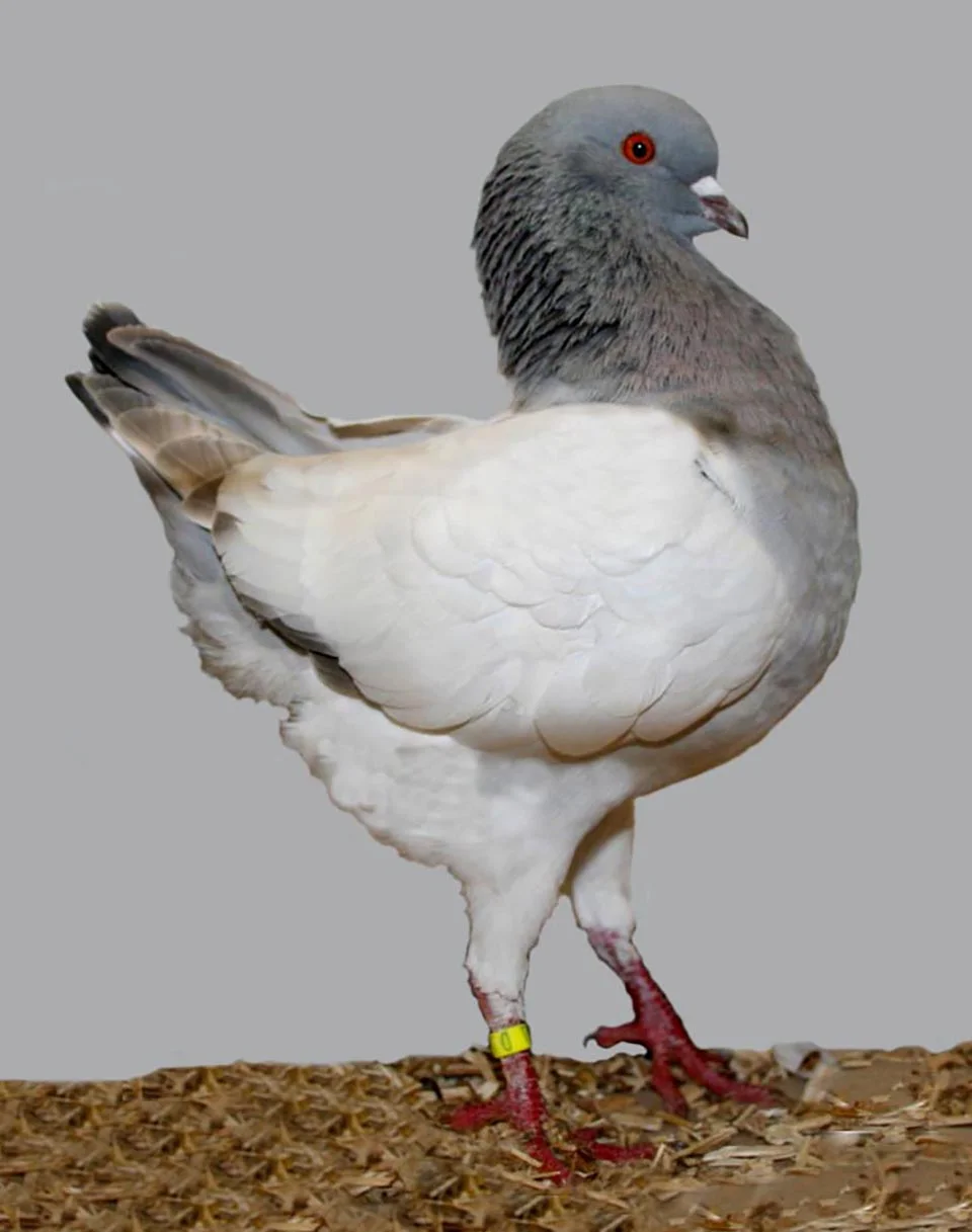 Paloma Alemana
