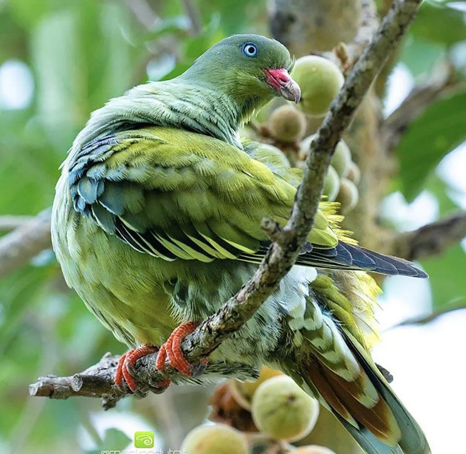 Paloma verde Africana