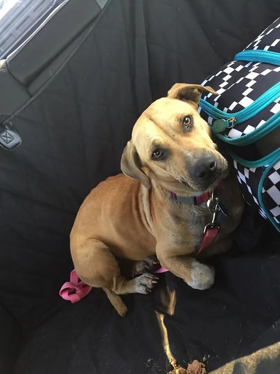 Perrita rescatada