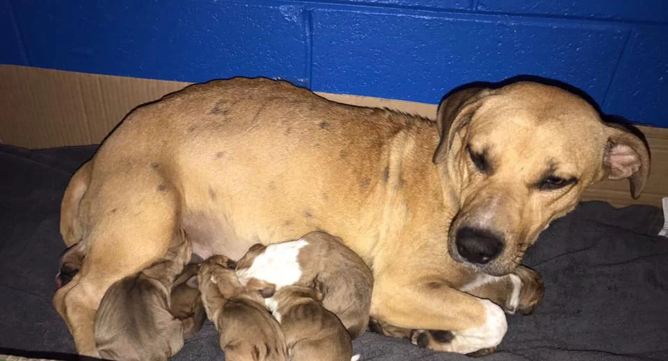 Perrita y sus cachorros