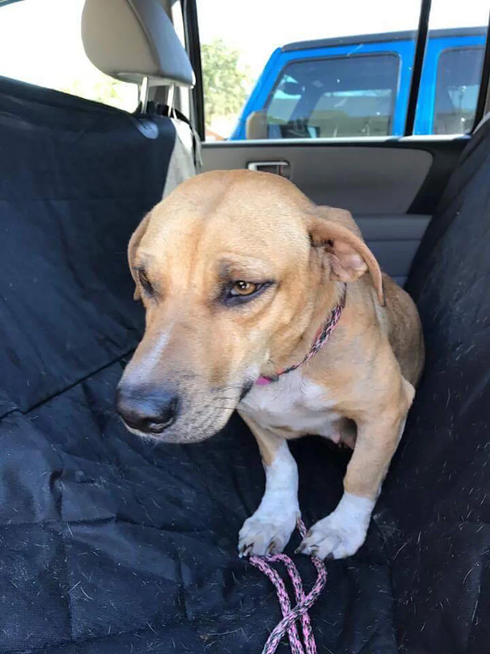 Perrito asustado
