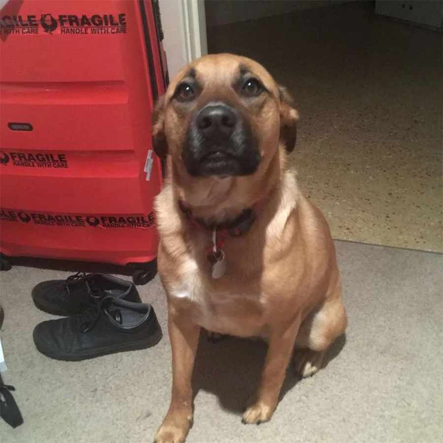 Perro empacó juguete