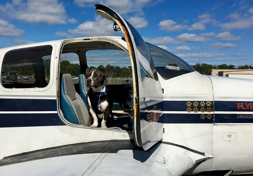Perro esperando volar