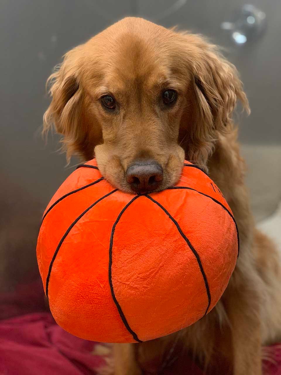 Perro y balón