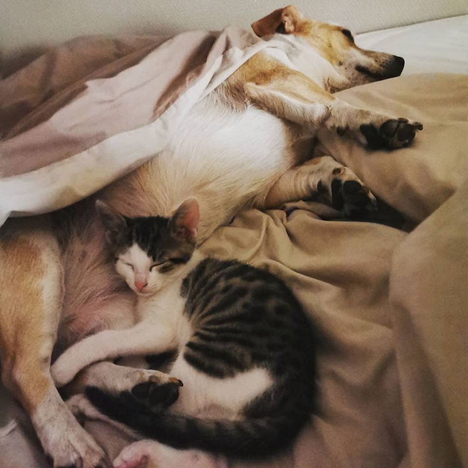 Perro y gato duermen