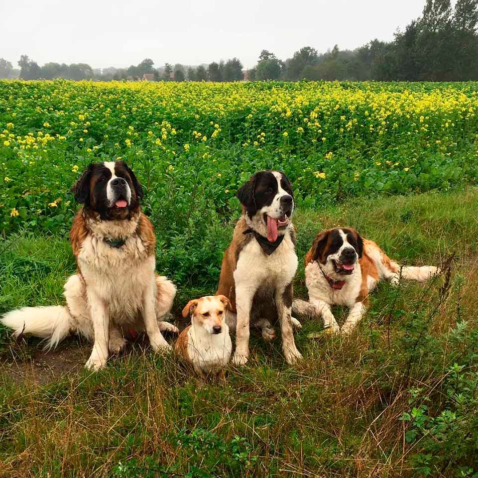 Perros en el campo