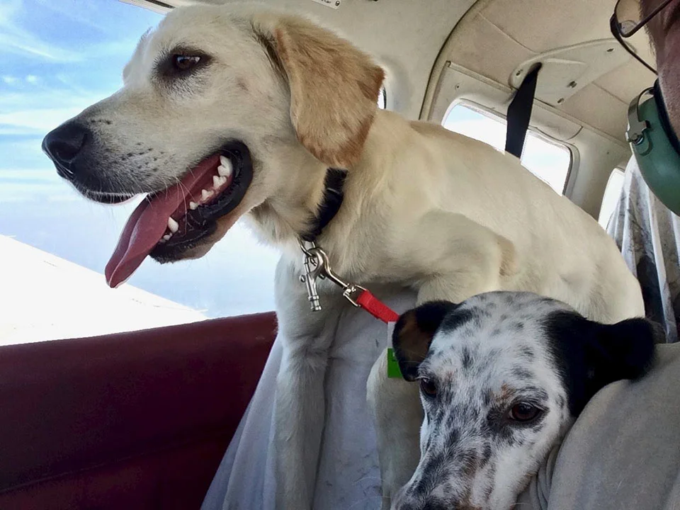Perros rescatados