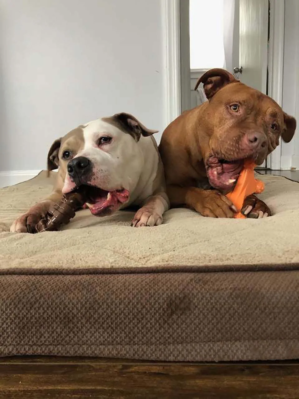 Spanky y su hermano
