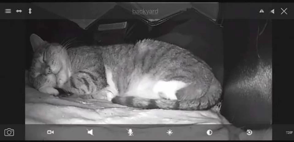 Tierna foto de gato salvaje