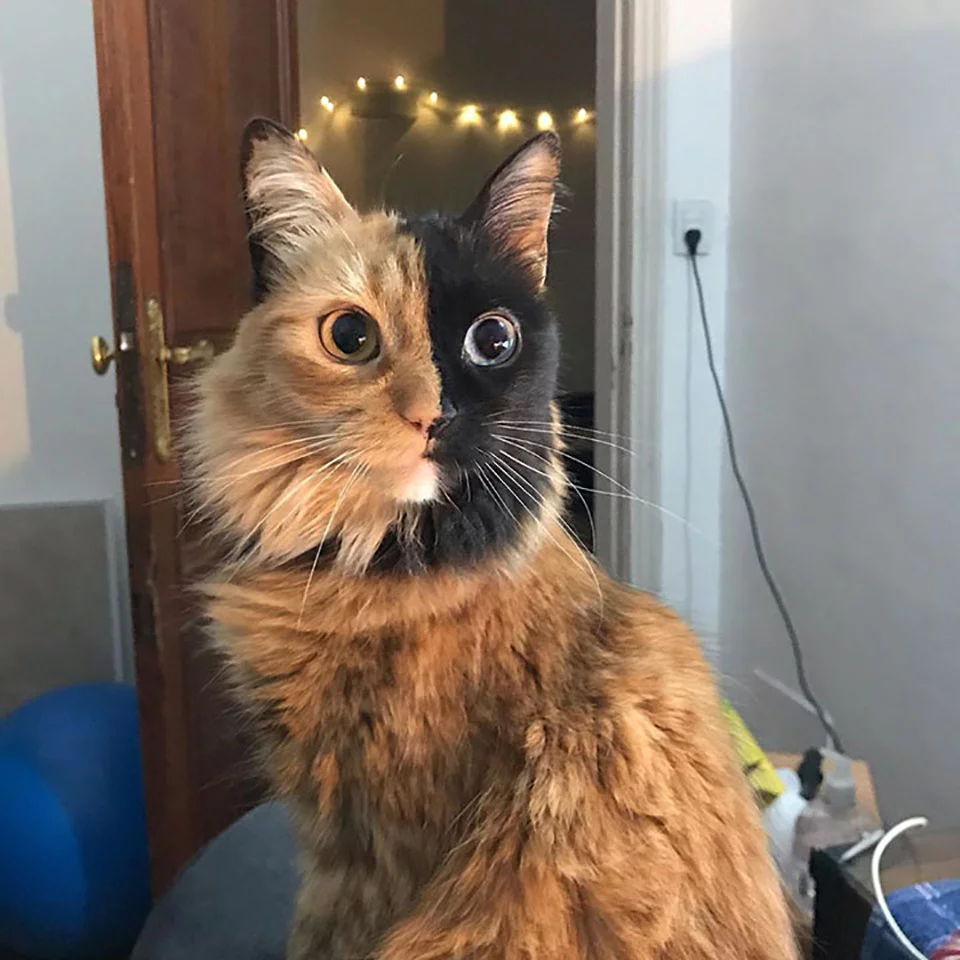 Venus gata quimera