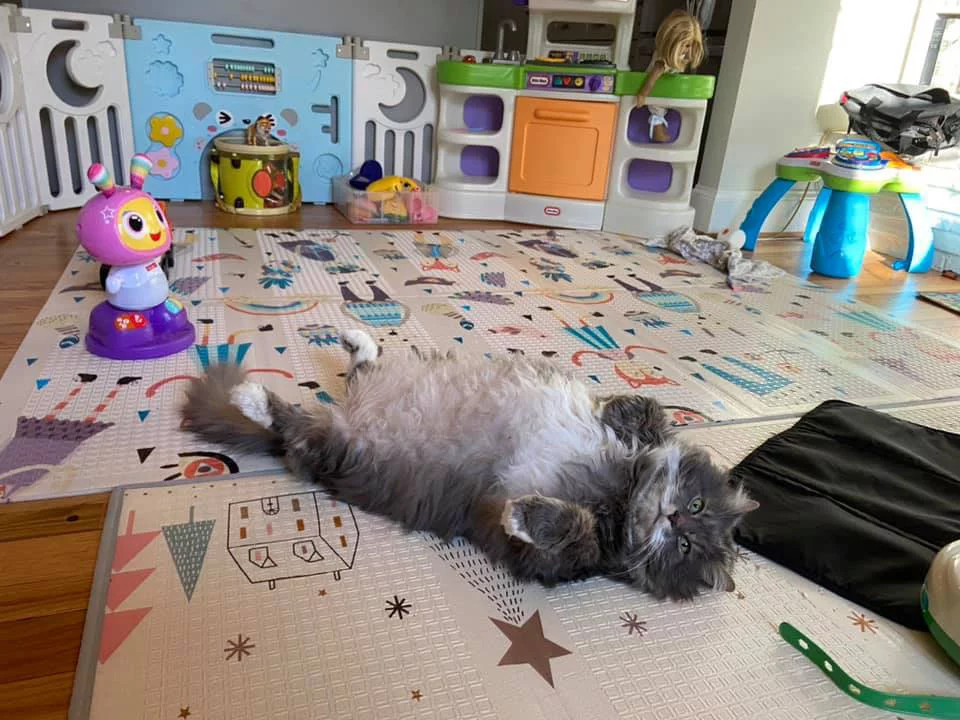 Gato gordito acostado