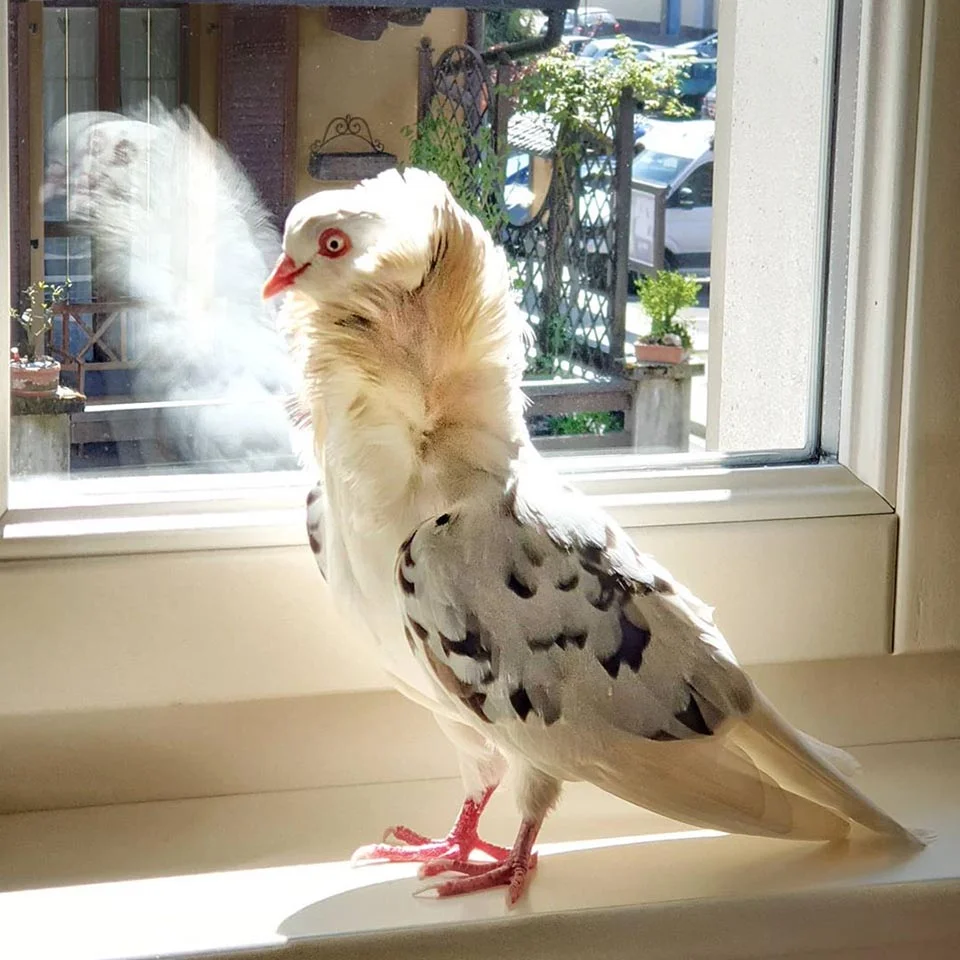 entre los tipos de palomas esta la capuchina
