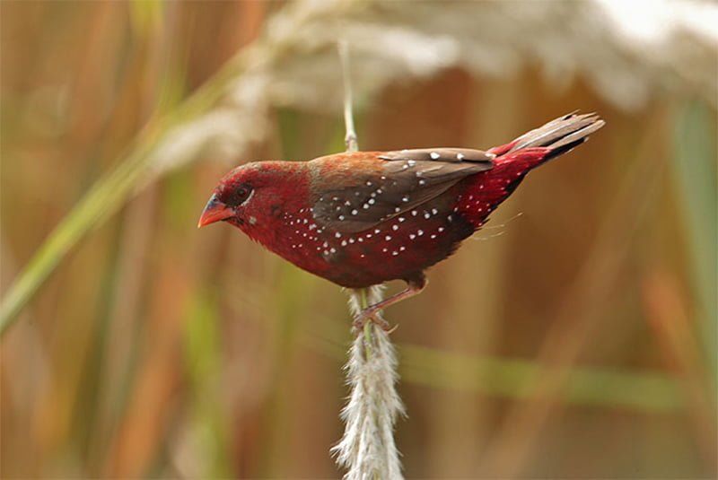 Pájaro en ramita