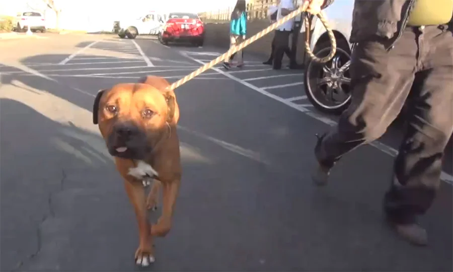 AJ camino a la libertad