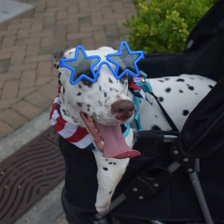 Dalmata de dos patas