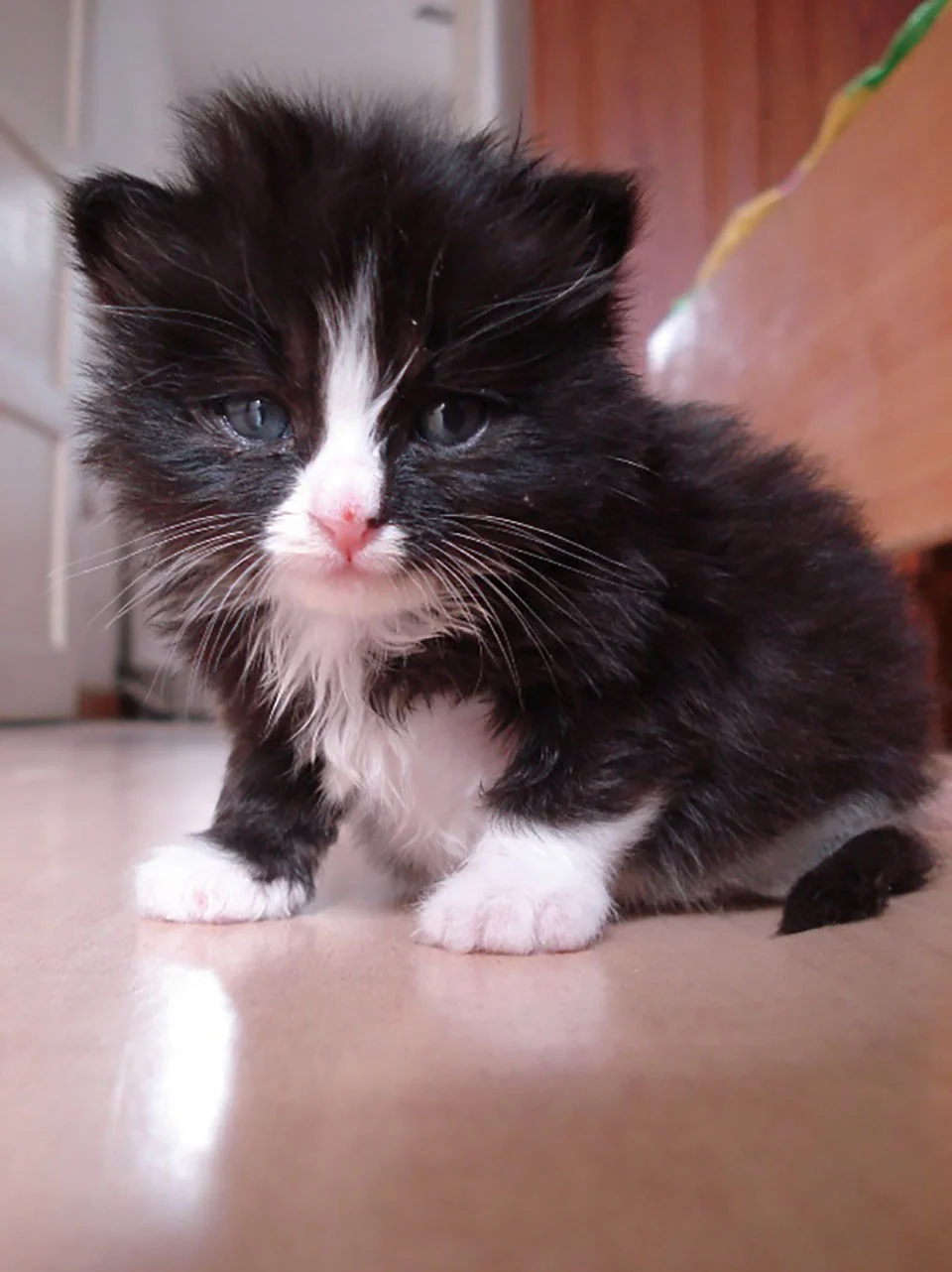 Dulce gatito