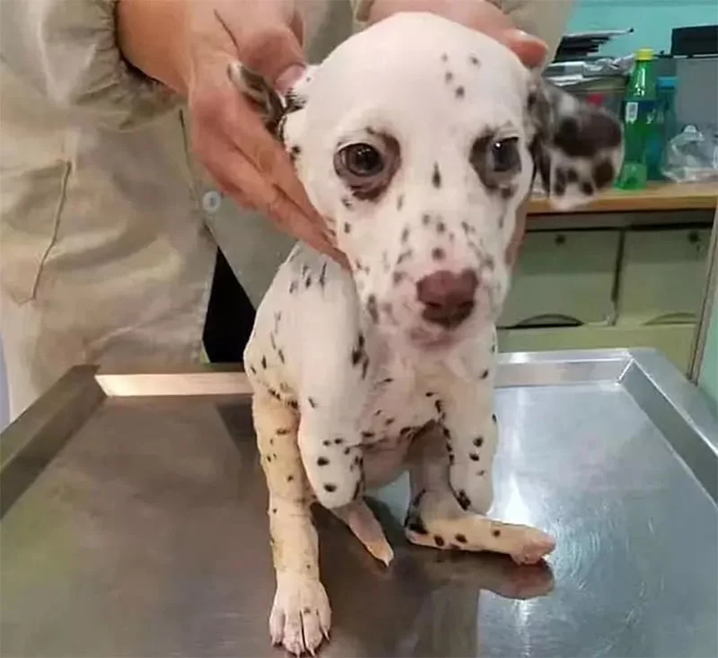 Emma cachorro