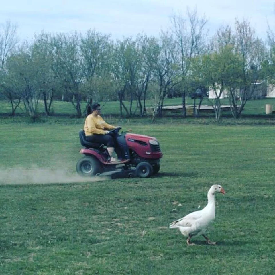 Ganso al aire libre