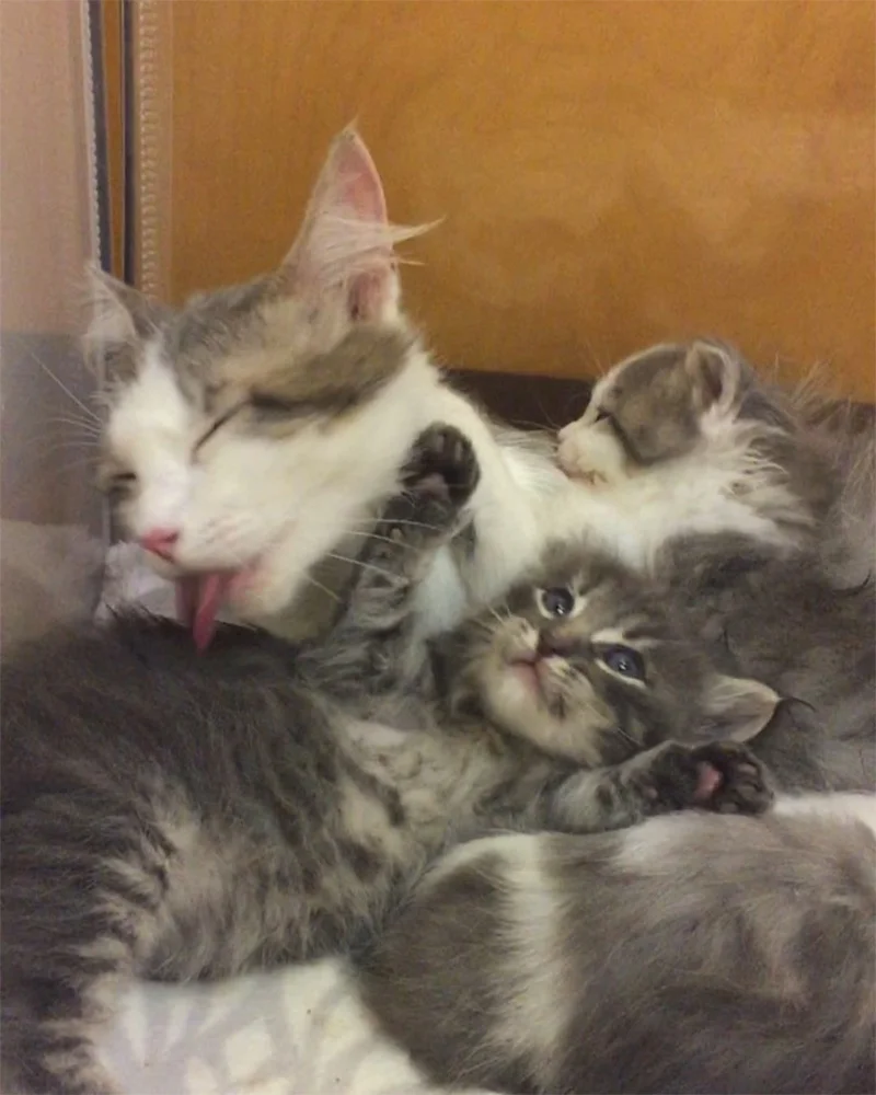 Gata bañando gatitos