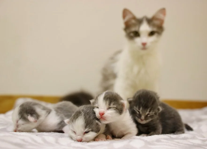 Gata con sus hijos