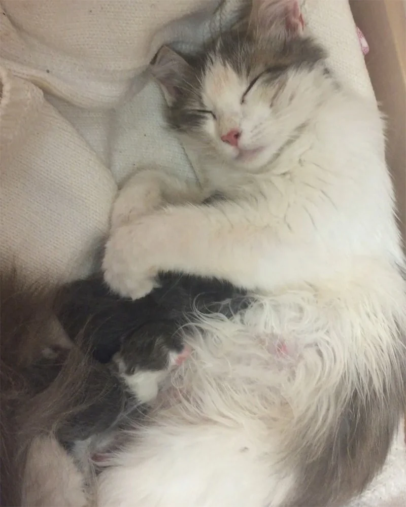 Gata sin hogar durmiendo