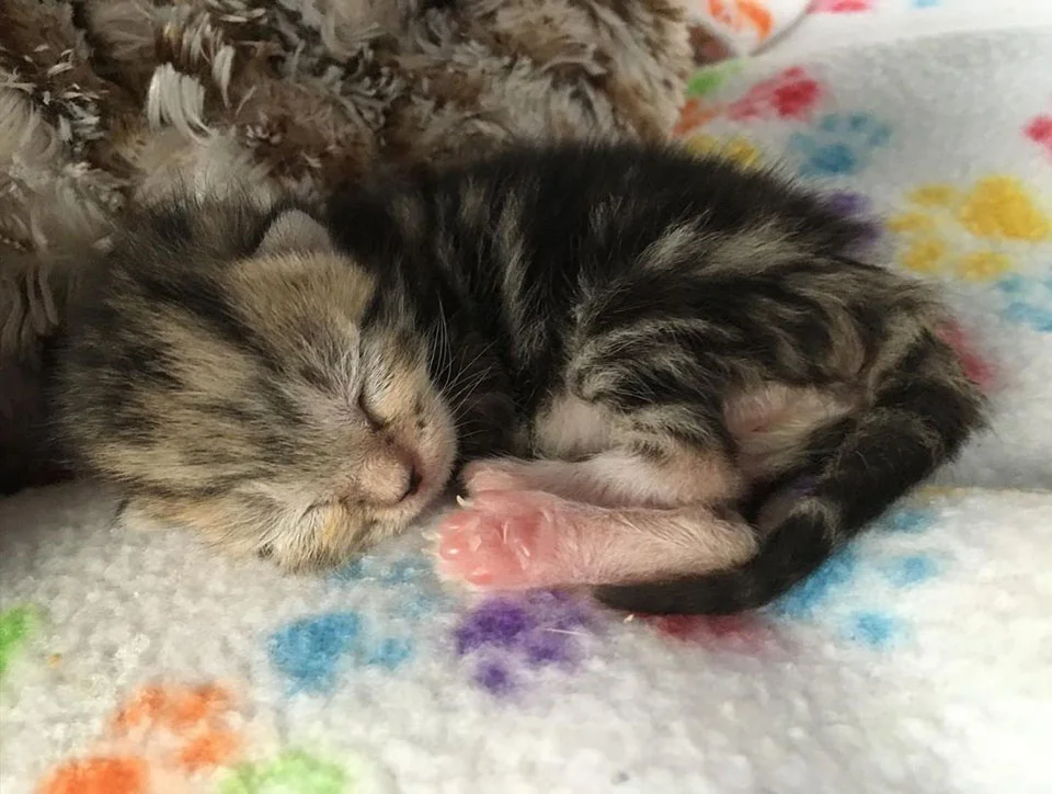 Gatita de pocos días de nacida