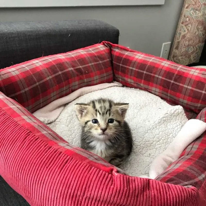 Gatita en su cama