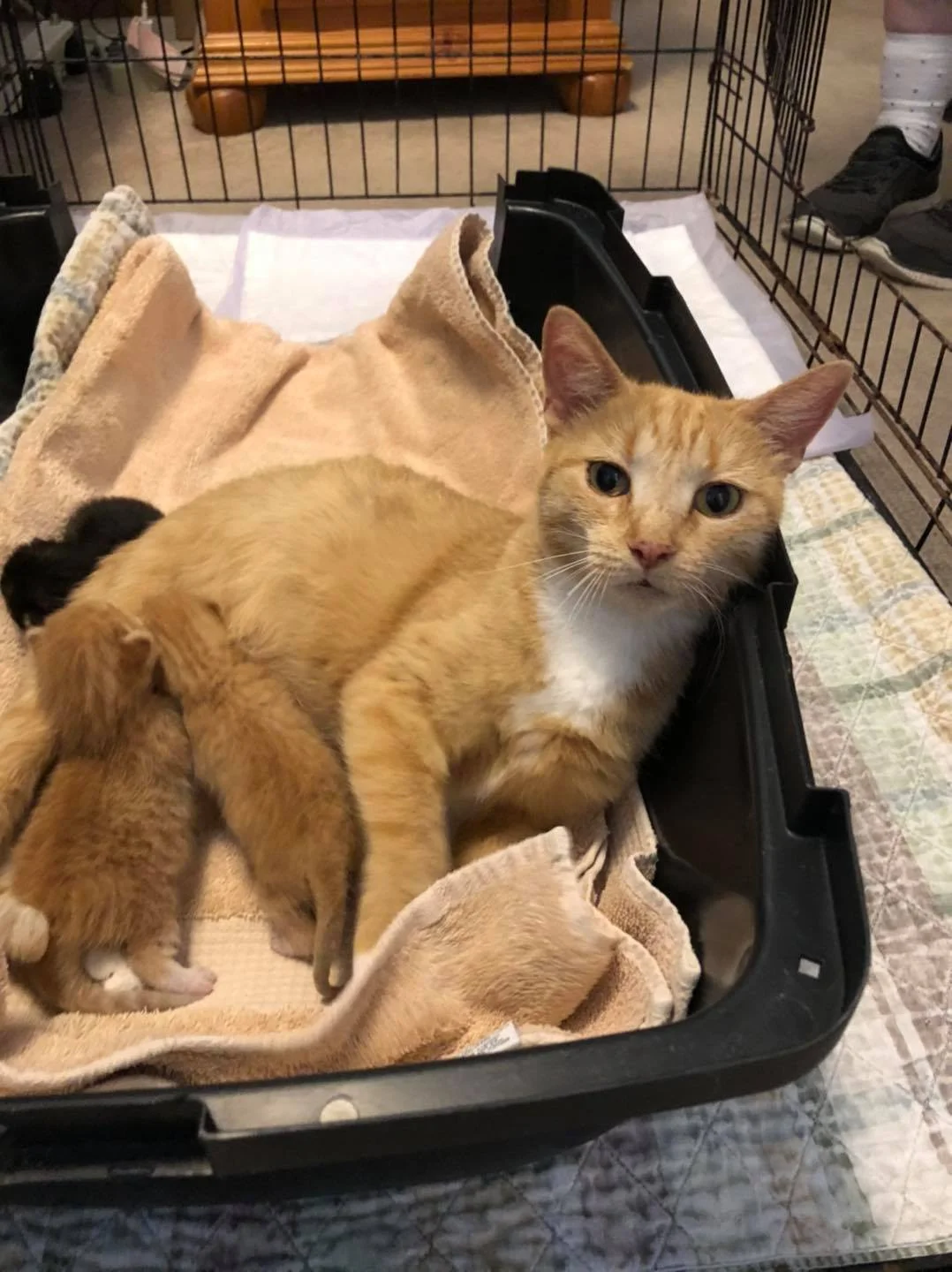 Gatita sin hogar rescatada