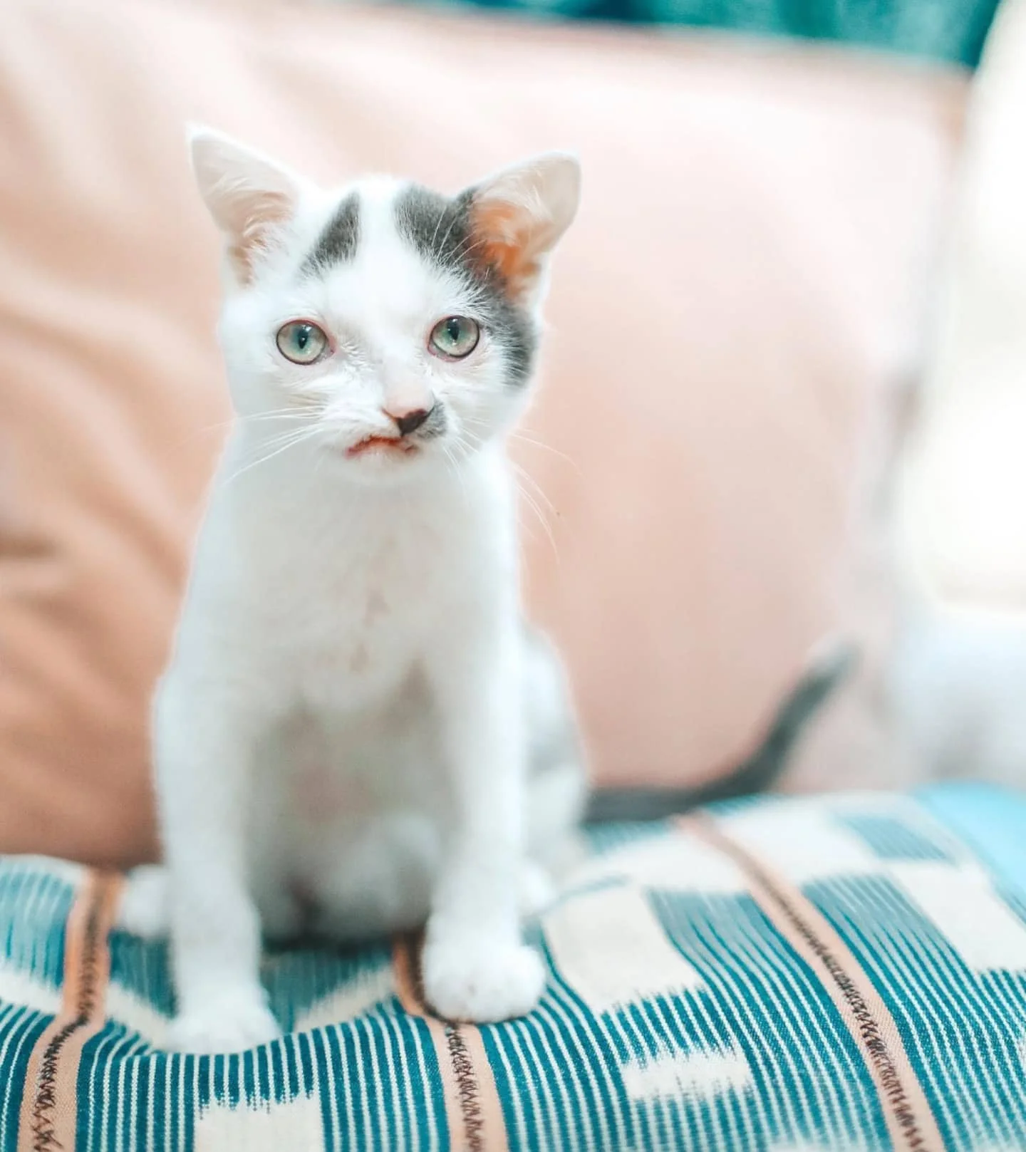 Gatito Pinocho