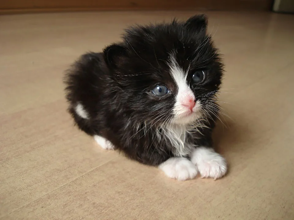 Gatito bebé
