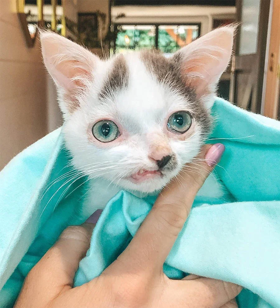 Gatito cara dulce sabana