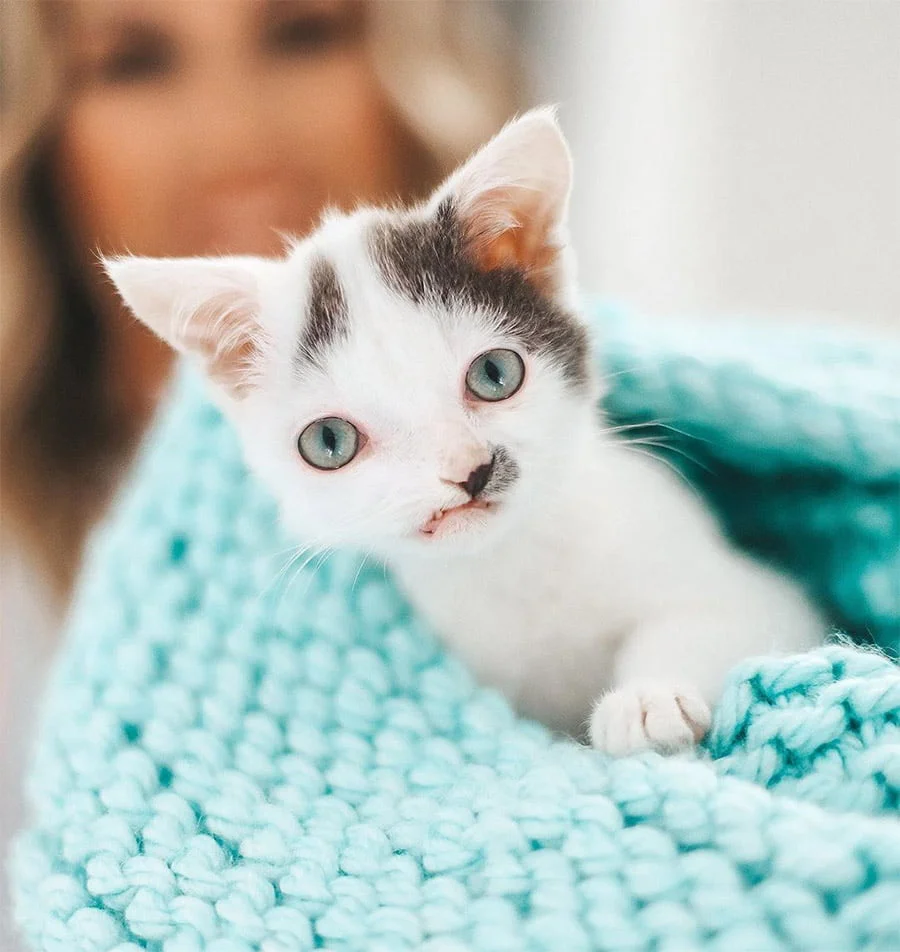 Gatito cara dulce