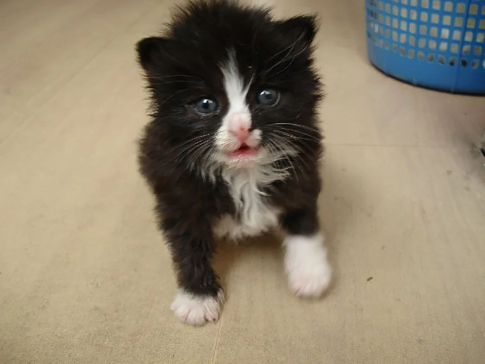 Gatito de rescate