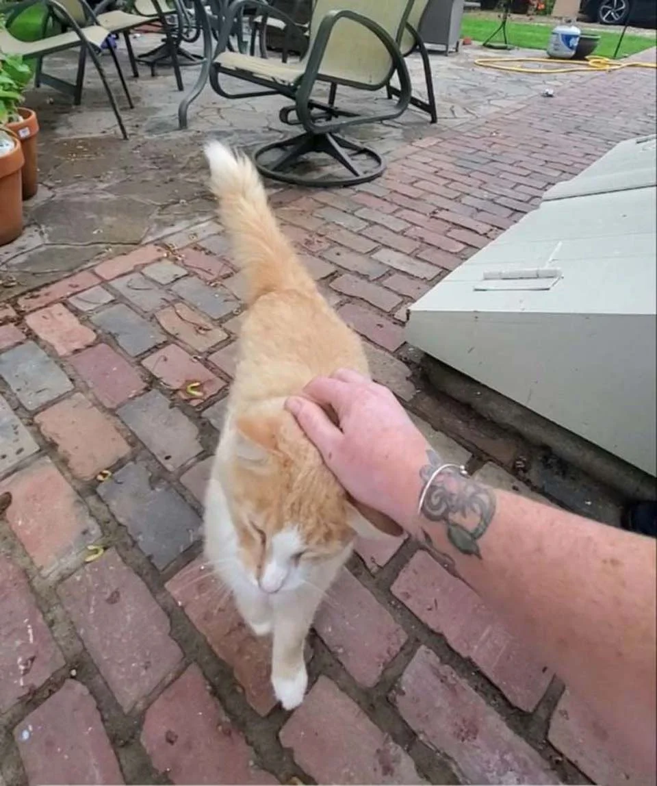 Gatito es acariciado