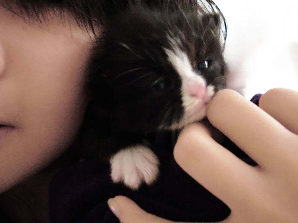 Gatito es rescatado