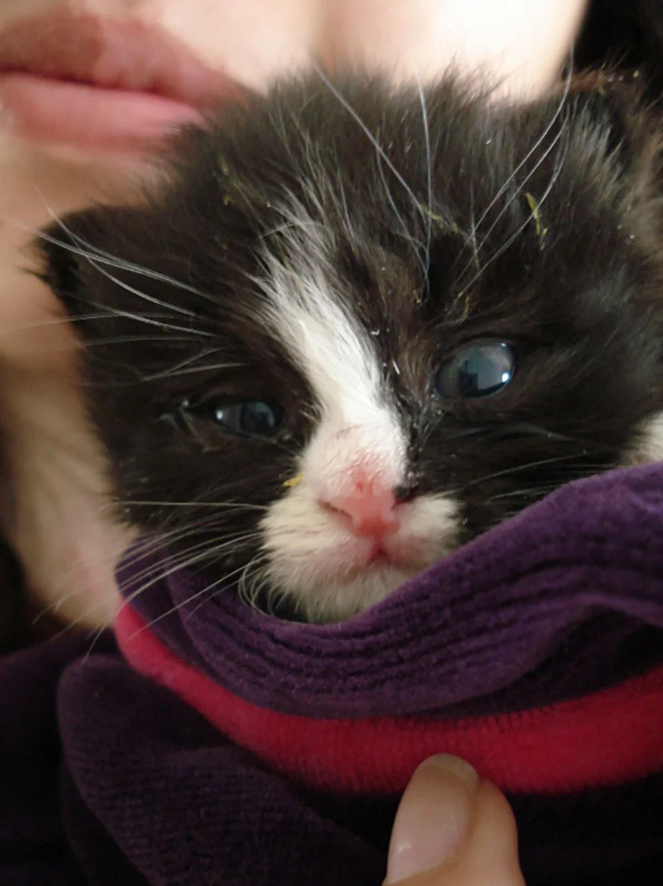Gatito negro