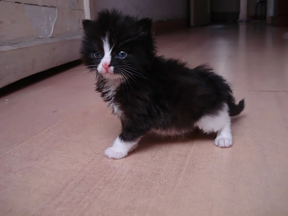 Gatito pequeño