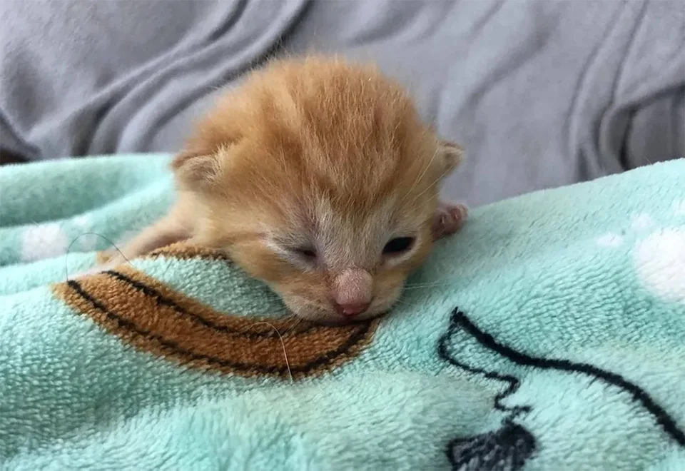 Gatito rescatado